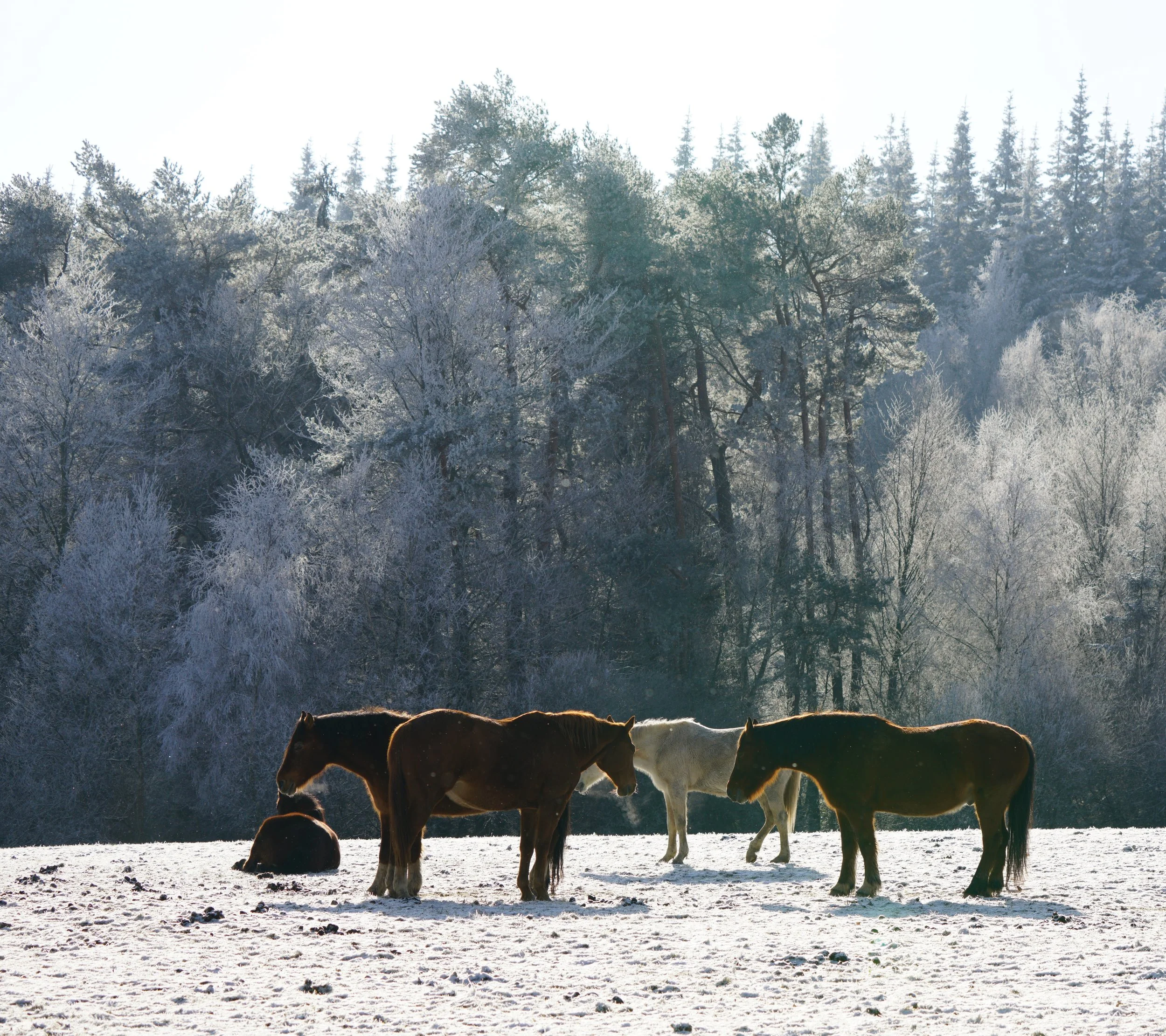 Wie Pferde mit Kälte und Schnee klar kommen