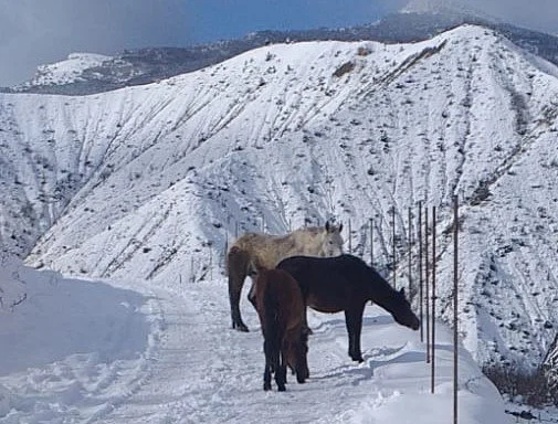 Neuigkeiten von den ArtvinPferden
