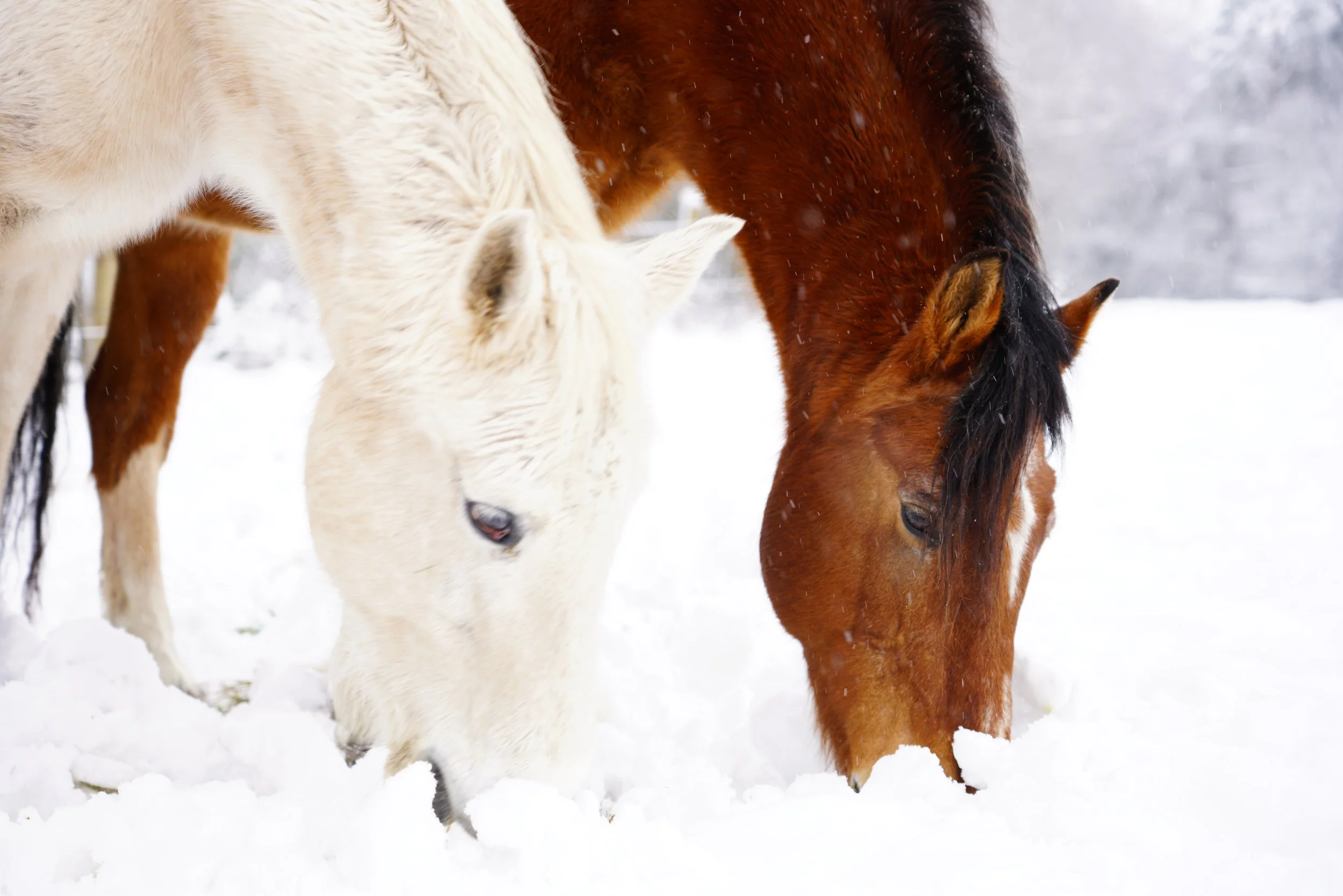 Was essen Pferde im Winter?