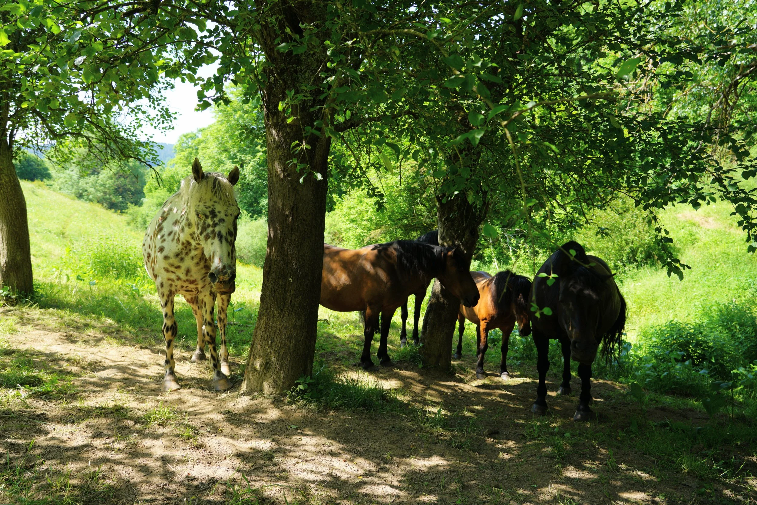 Spieglein, Spieglein an der Wand