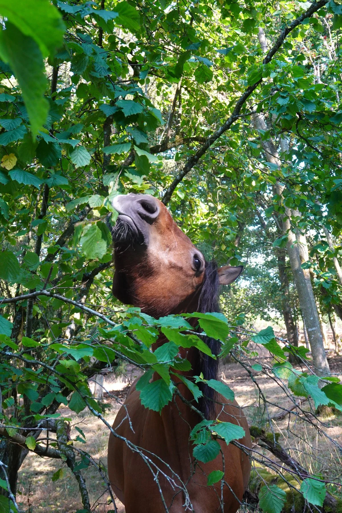 Naschen und knabbern mit Freunden
