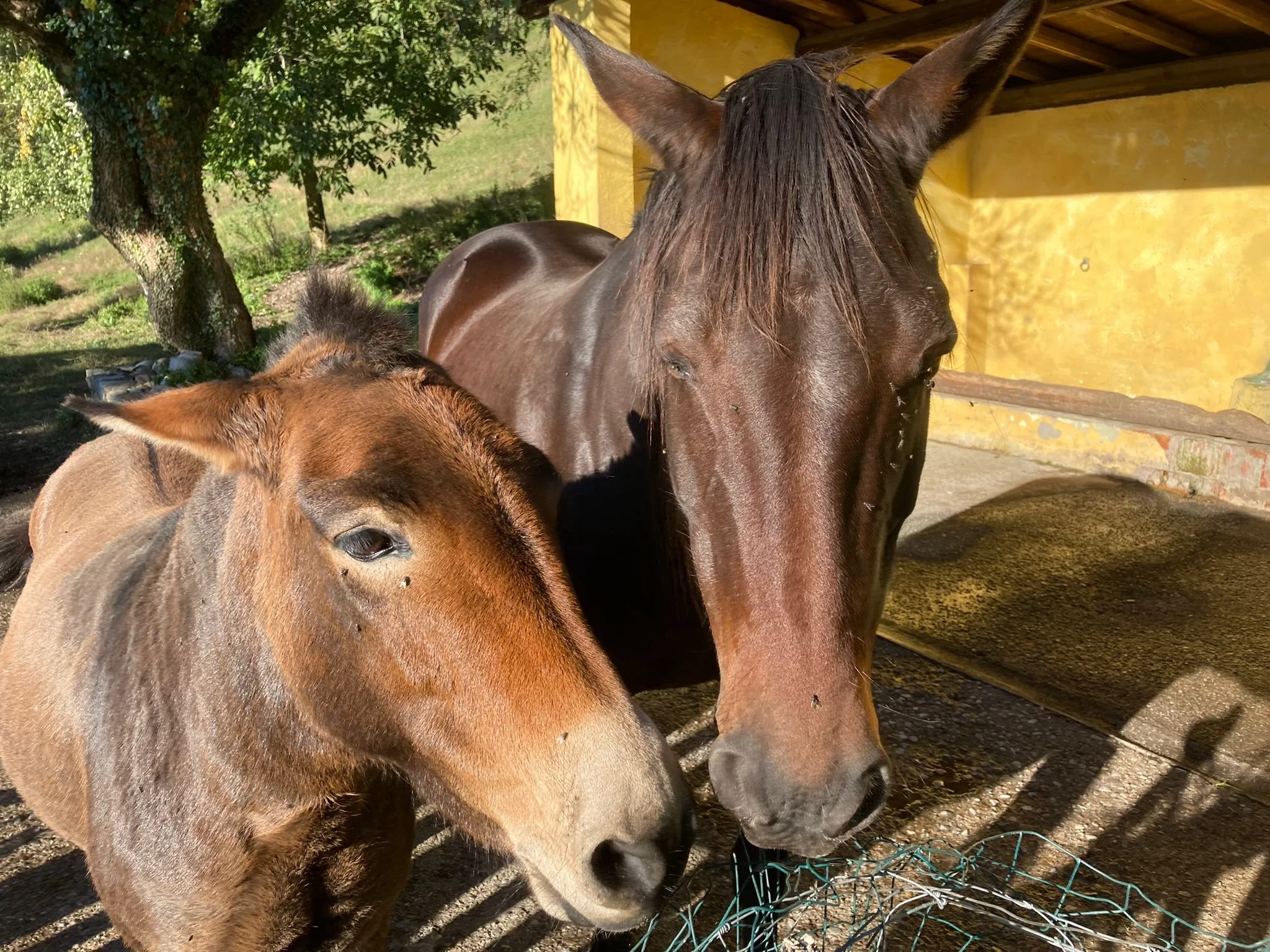 Dringend!!!!!Wir brauchen deine Hilfe!!!!!