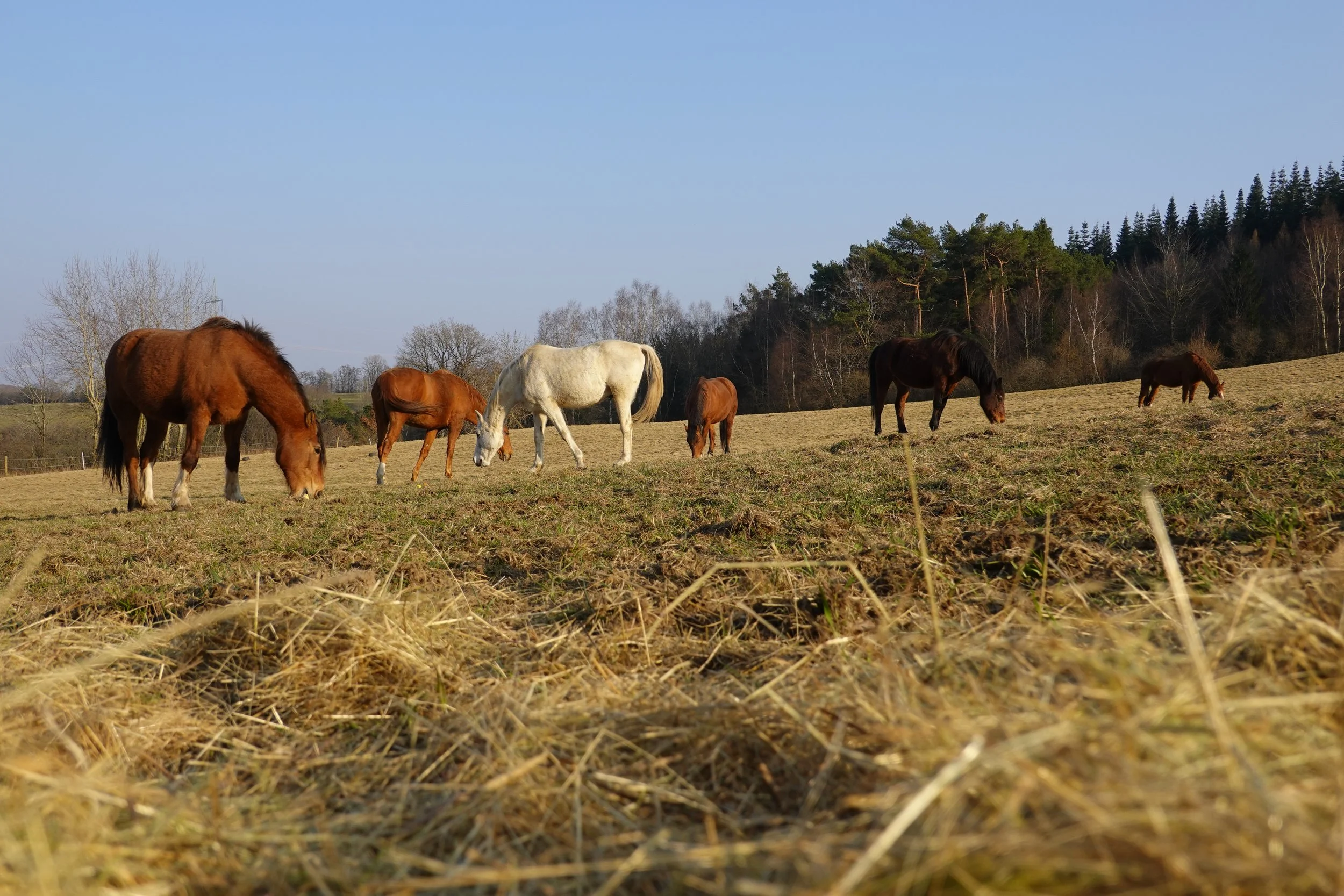 Pferde brauchen uns Menschen nicht