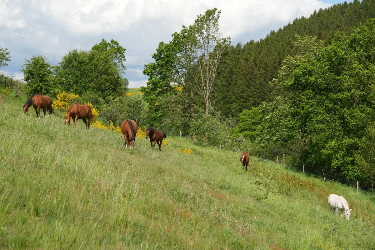 Pferde sind da um Pferd zu sein