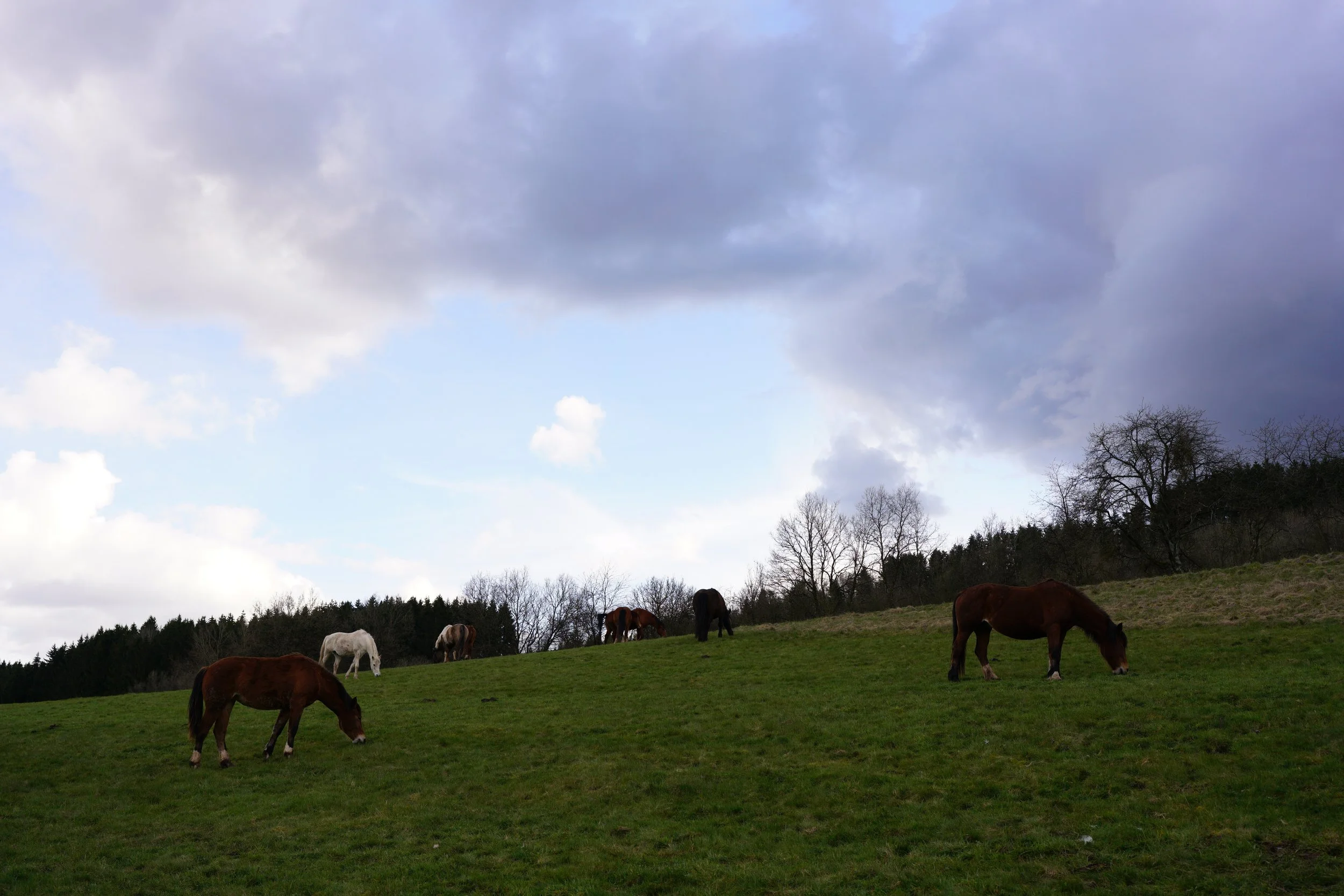 Anweiden – über Sinn oder eher Unsinn und Leid einer Menschenidee