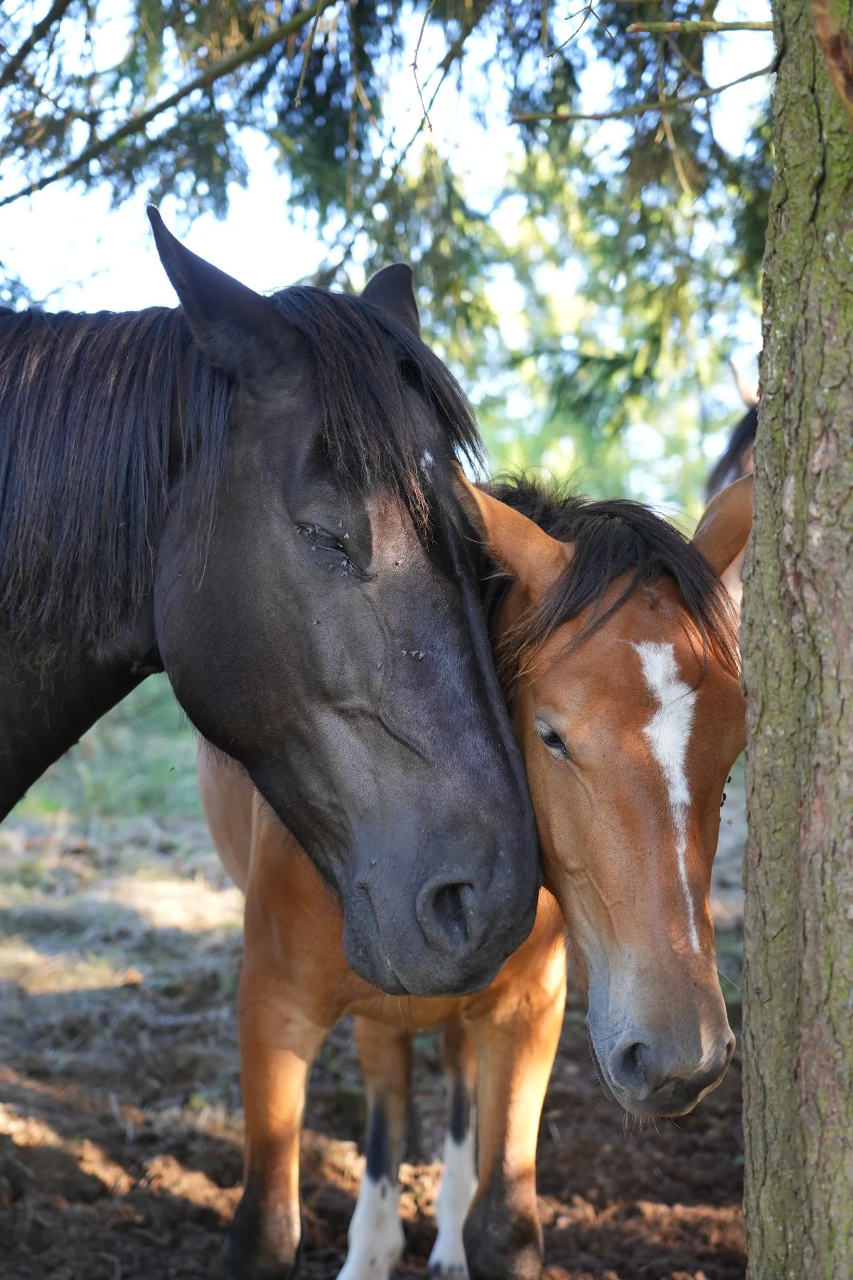 Meister der Entspannung