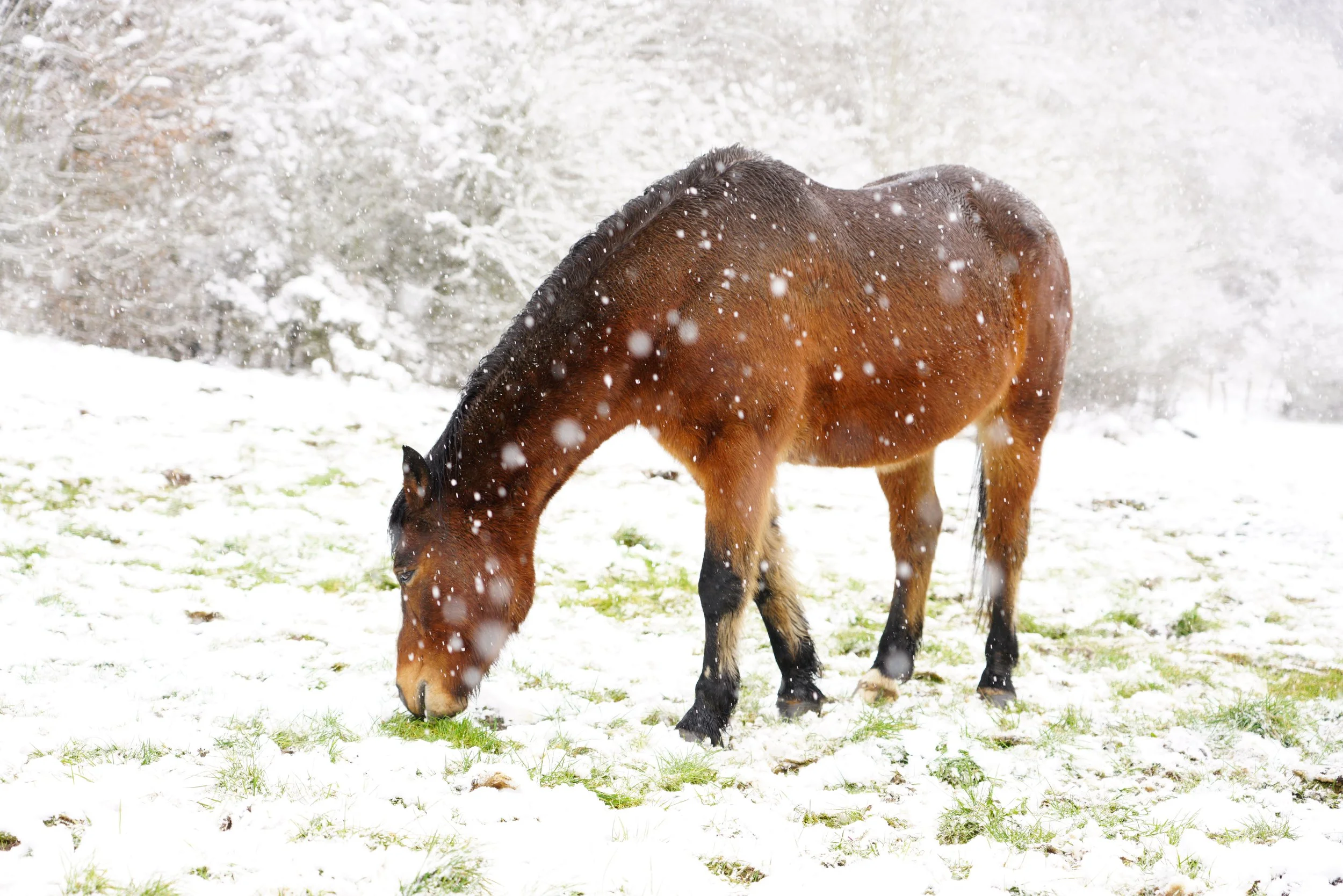 Pferde grasen auch im Winter