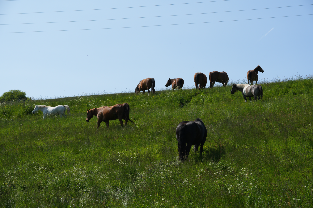 Pferde werden geboren, um pferdlich zu leben