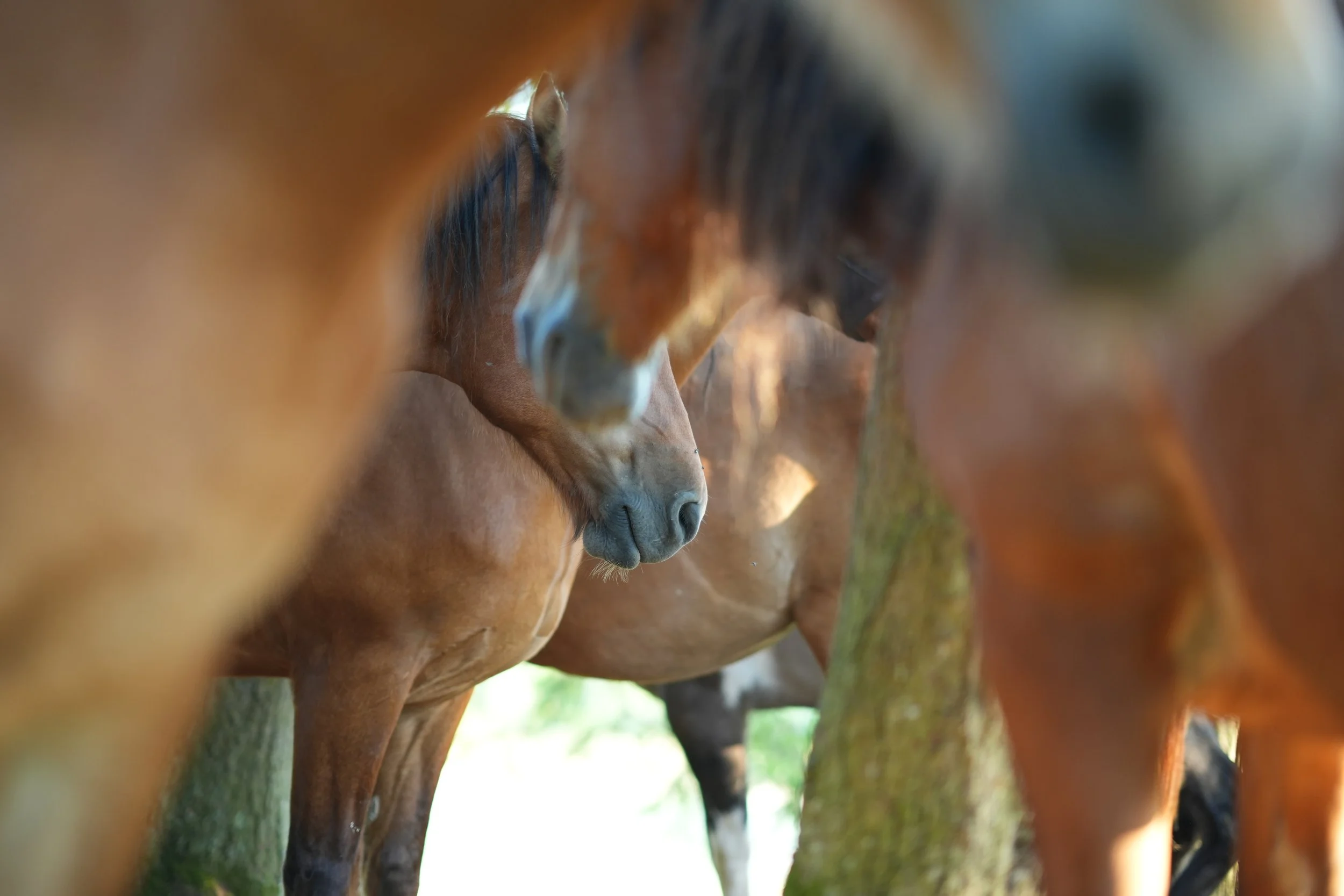 Der Irrtum über Rangordnung