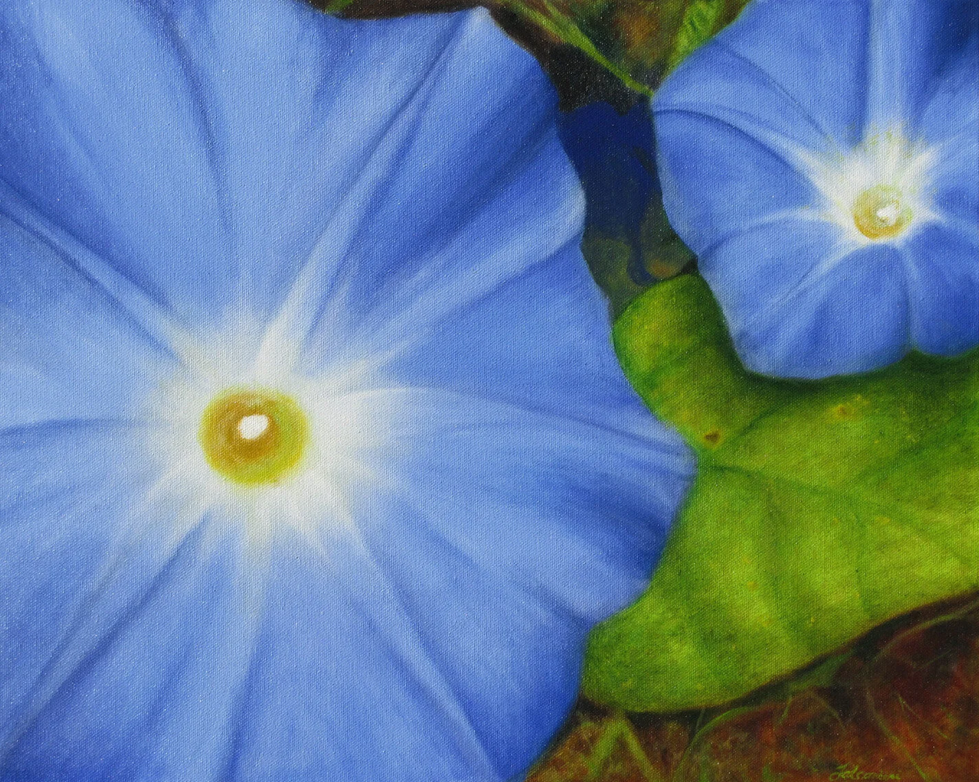 Sweet Morning Glory IMG_3046b.jpg