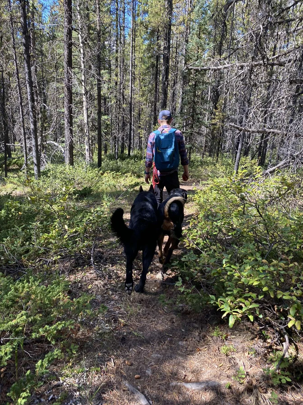 About — Canines Alberta Professional Dog Training