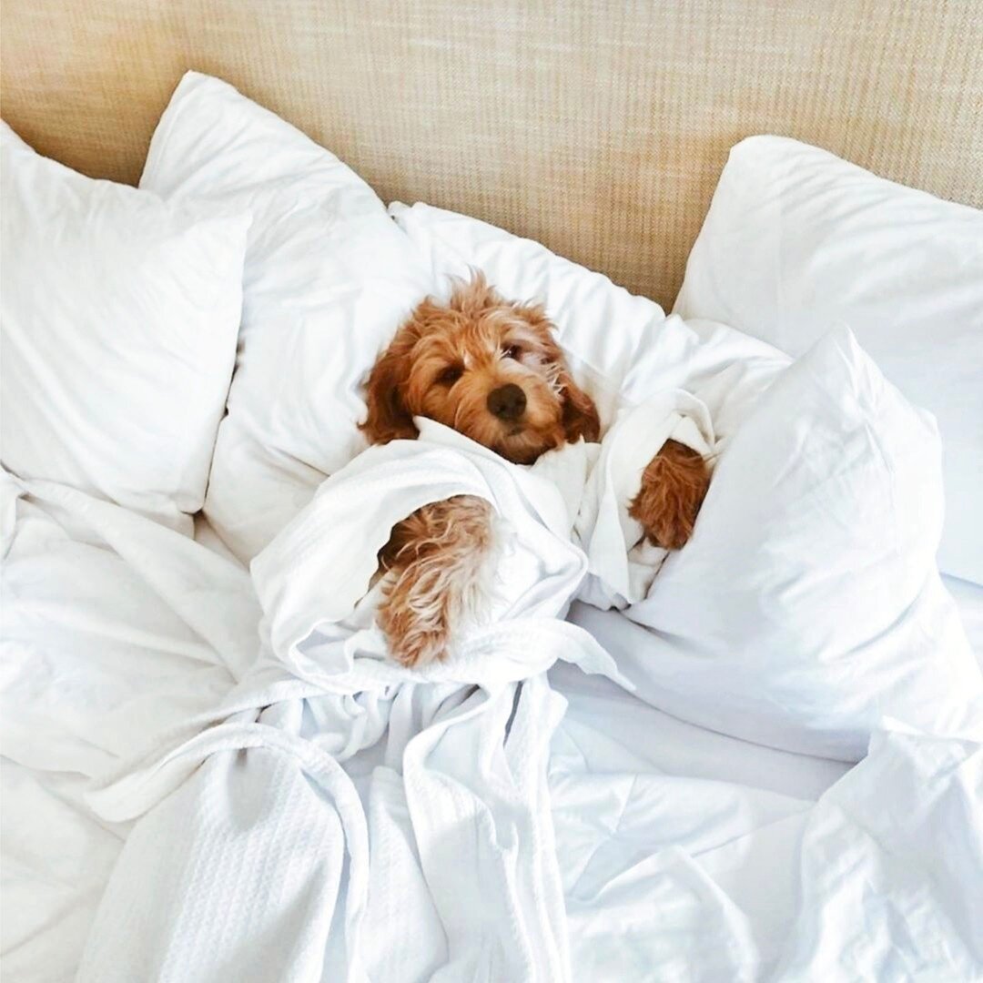 Happy International Dog Day! There&rsquo;s nothing quite like a puppy wrapped up in fresh sheets at hotel @delcoronado to make your day brighter 🐶⁠
.⁠
When traveling with pets, make sure you pack collapsible water and food bowls, a travel bed, pee p