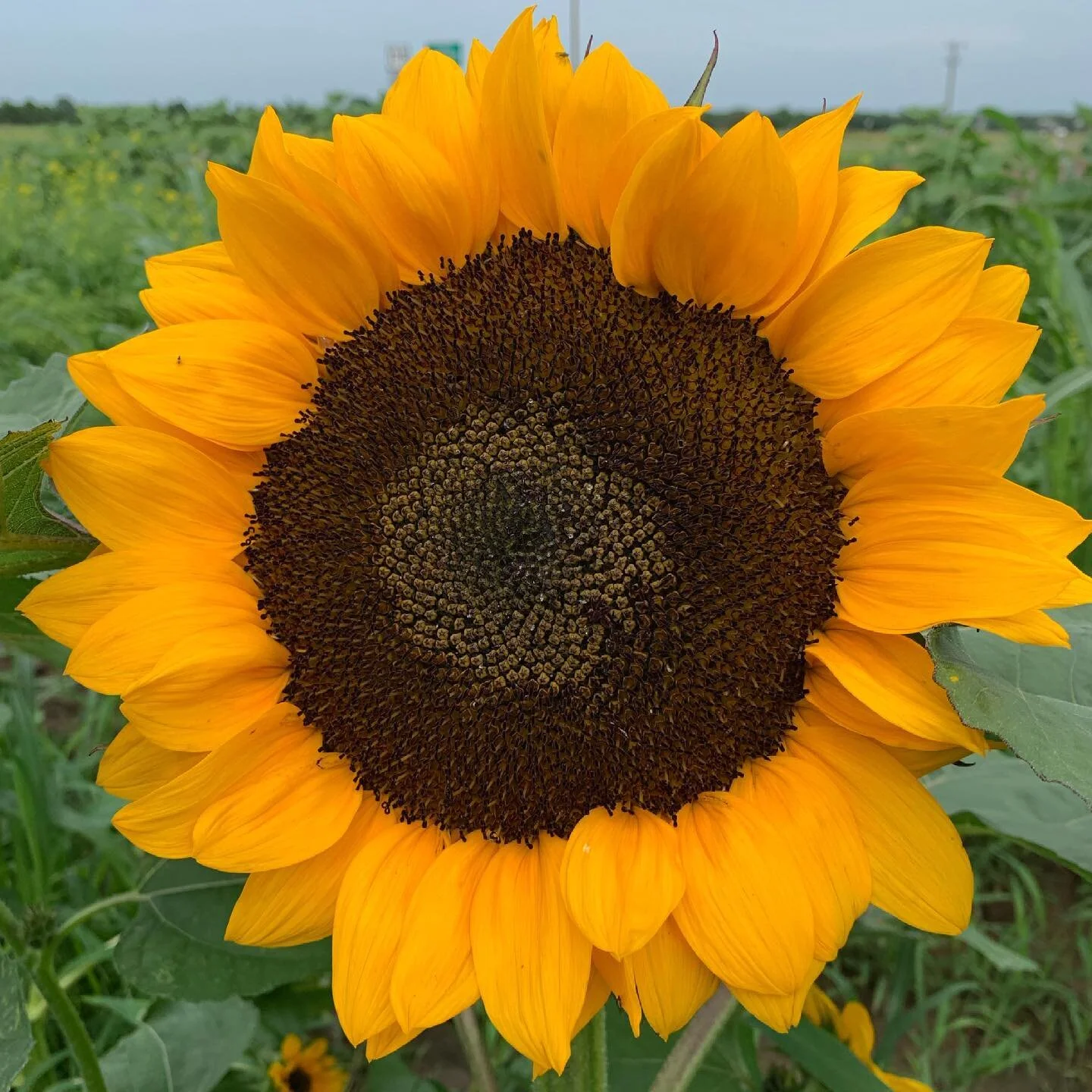 DELAYED START TO WHITE ROCK FARMERS MARKET.  Storm coming thru.  Deep Roots CSA bags will be delayed as well.  We are going to wait until the storm passes to set up and fill our shares. Hopefully opening at 9 am.