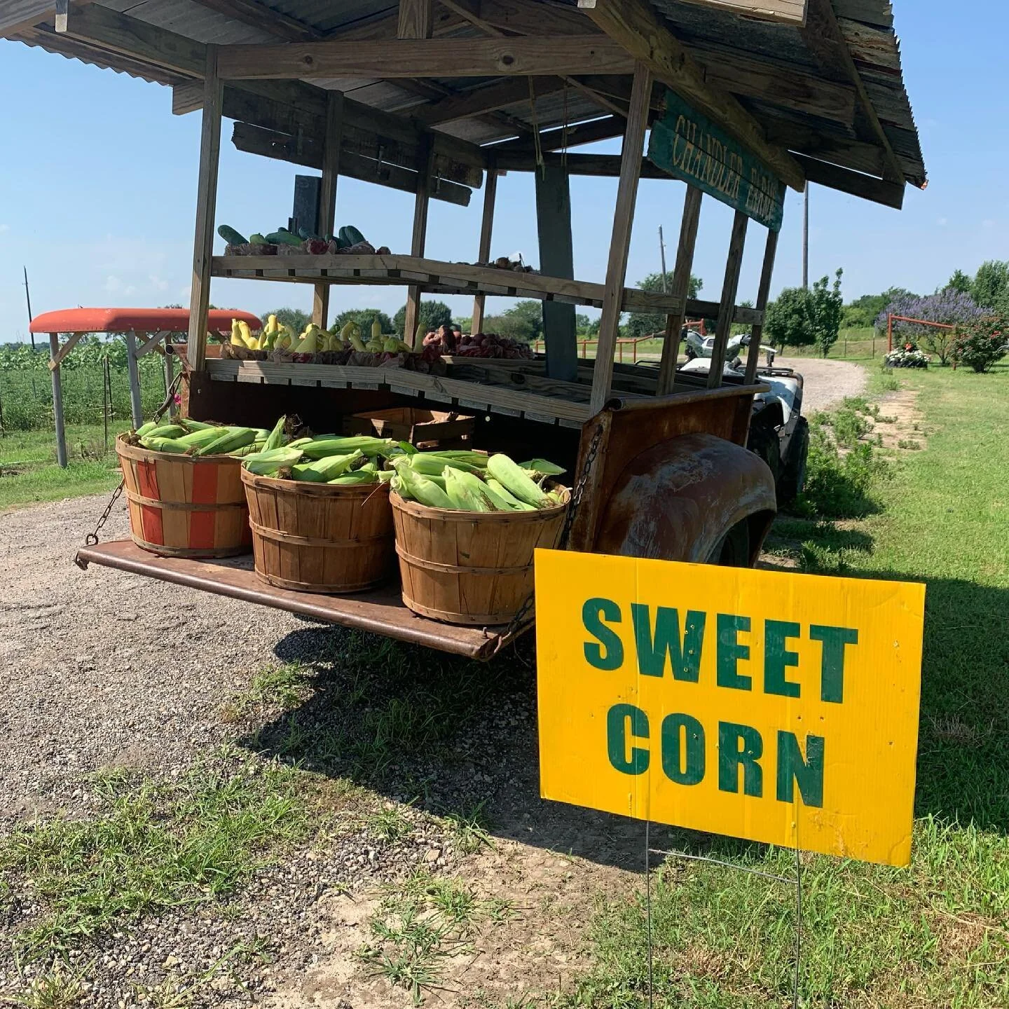 Ultra fresh! 🌽🌽🌽🌽🌽🌽🌽.