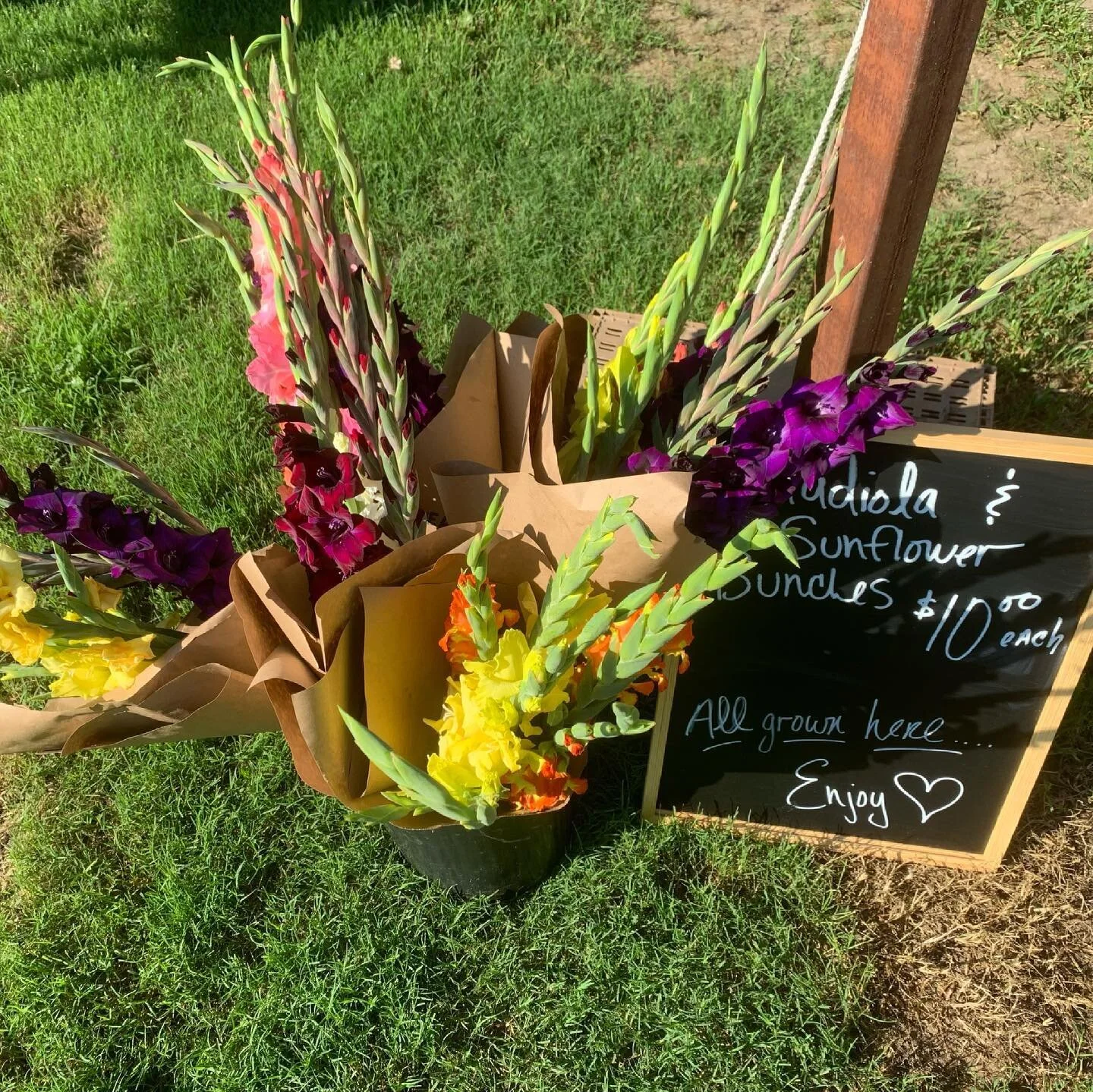 Adding Gladiolus and Sunflower bunches to the stand. $10 a bunch.  Brighten your space, give a smile, share some joy.