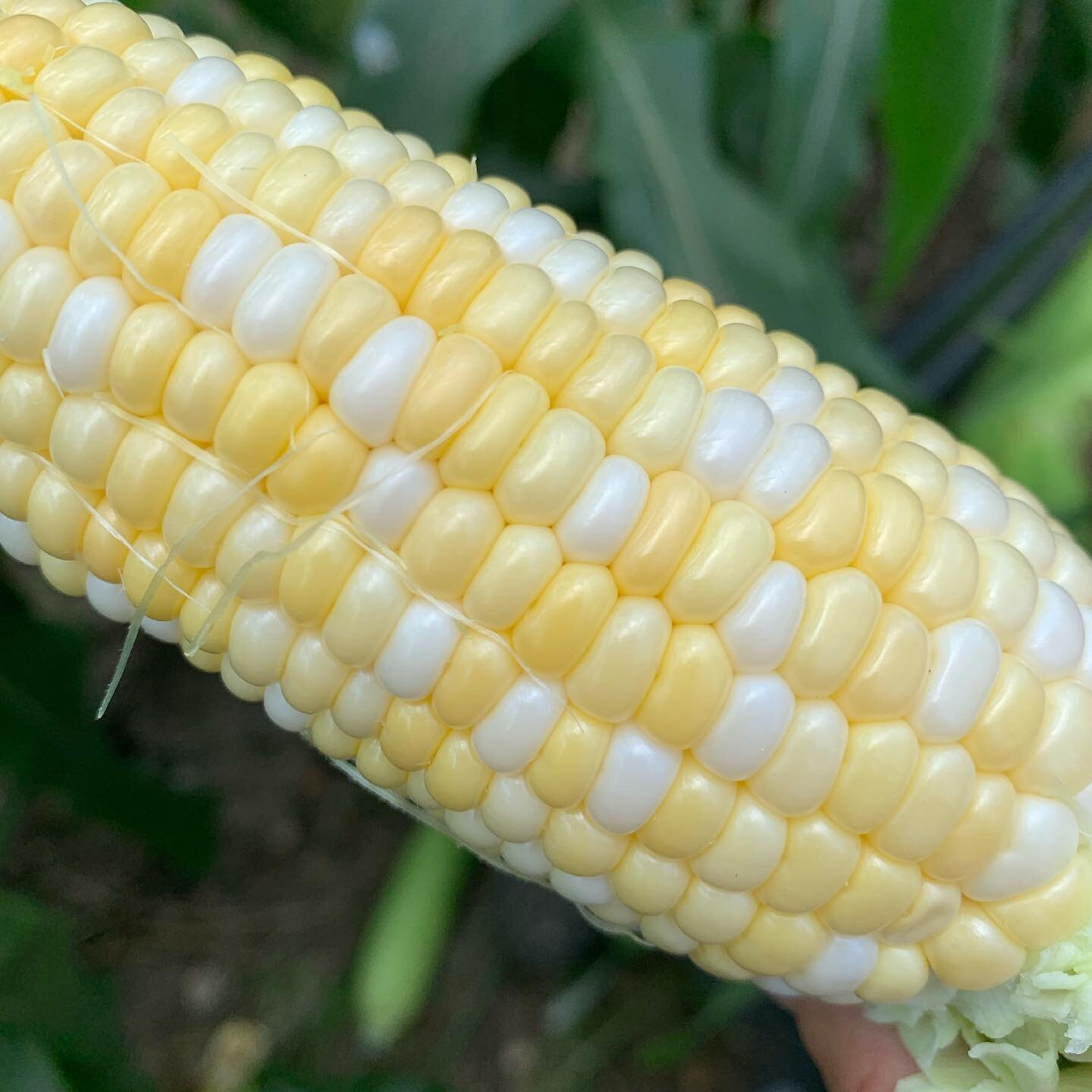 Sweet corn 🌽is on the stand. It&rsquo;s a short season crop so grab it while it&rsquo;s here.  We can also get you a bushel to put up for the winter. Contact us to order bulk corn today.  Please share with friends