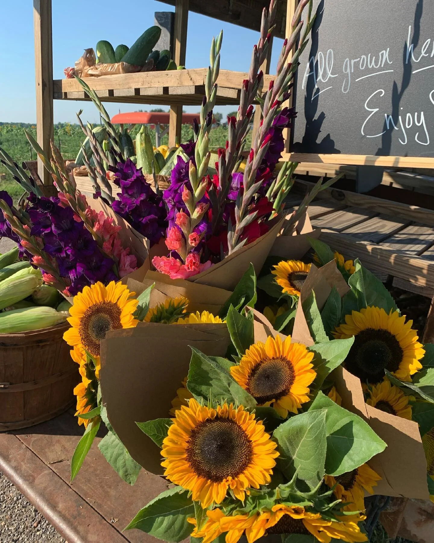Sunnies and Glads on the stand now.  I&rsquo;m in love with how vibrant the colors are on both flowers. $10/bunch.