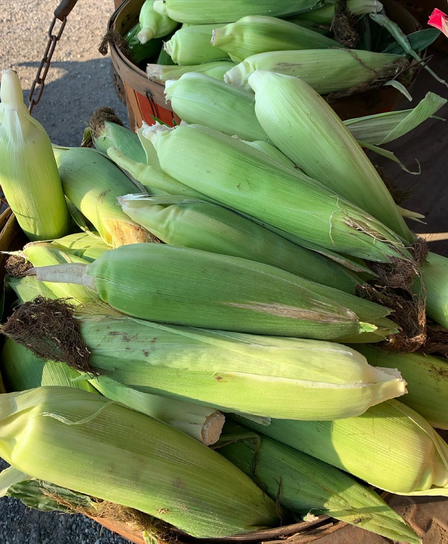 It&rsquo;s grilling season and nothing goes better than corn on the cob with all your favorites.  Fresh picked, grab your today off the stand here at the farm.