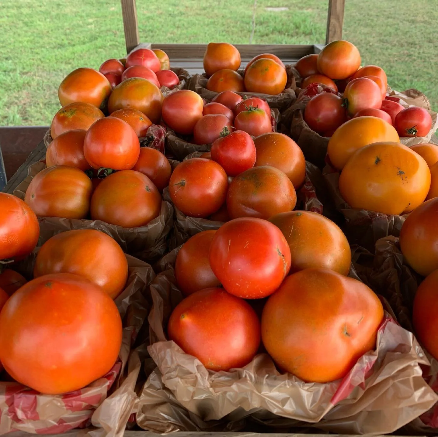 TOMATOES 🍅 🍅🍅🍅🍅. It&rsquo;s what you&rsquo;ve all been waiting for.  The farm stand has them, along with cherry tomatoes, jalape&ntilde;os, bell peppers 🫑, onions, potatoes and sweet corn 🌽