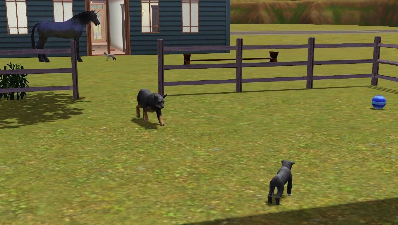 Petunia walks towards Vernon in an open area of the paddock, with a large blue dog ball nearby. Aasifa and Bellatrix are interacting in the background, close to the house.