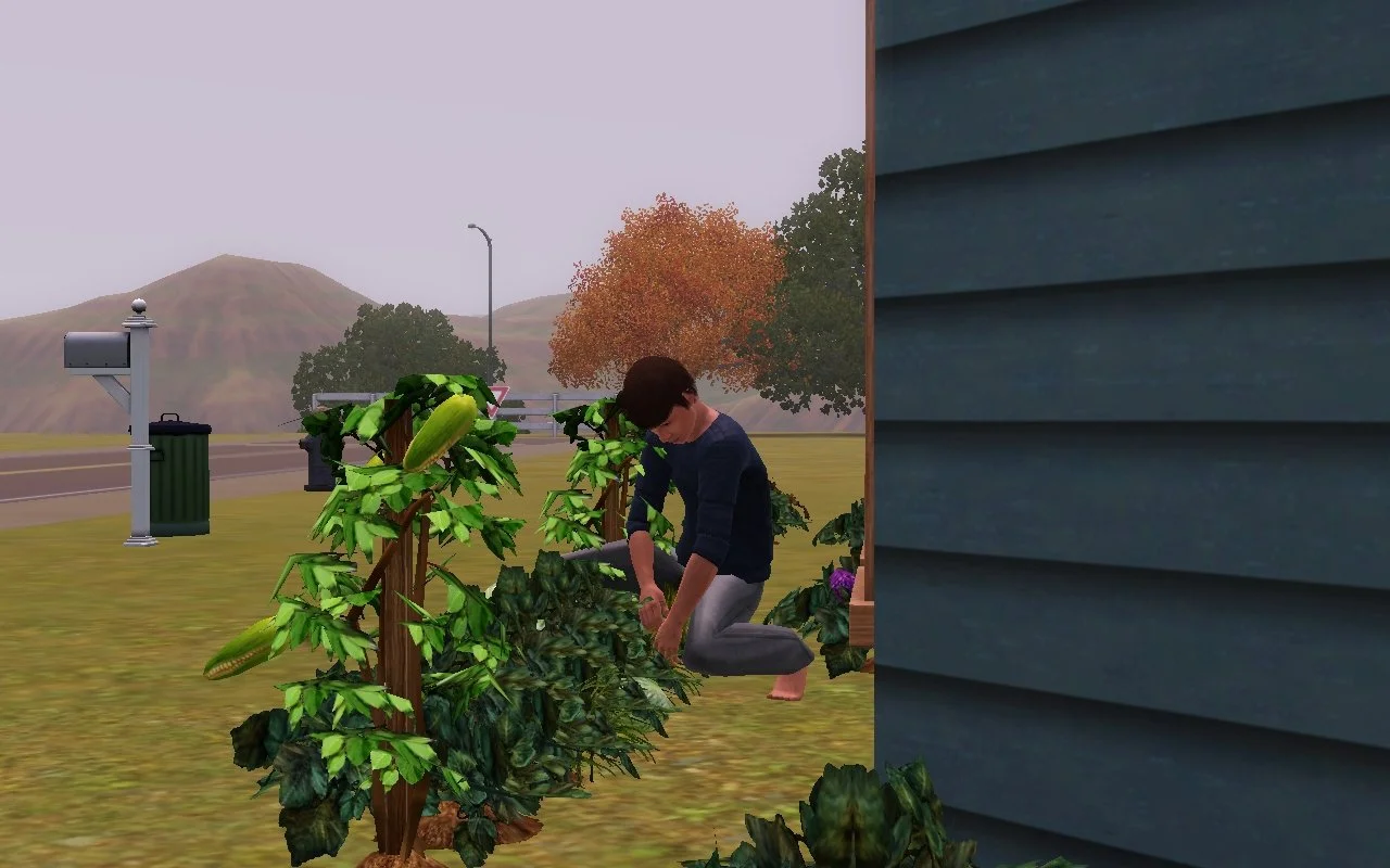 Matthew gardening in pajamas and barefoot on a misty morning. He is working on a row of various plants in front of Button Ranch.