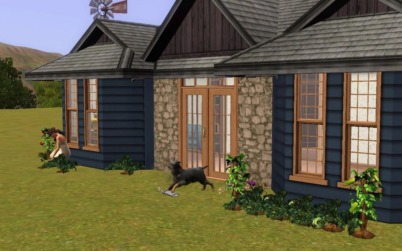 Dorothy crouches in her maternity wear, tending to a plant amidst a garden row in front of the Button Ranch home, while Petunia the dog playfully shreds a newspaper near the front door.