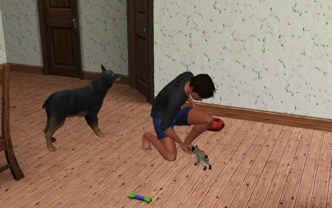 Petunia the dog stands behind Matthew as he kneels to give kitten Bellatrix a treat.