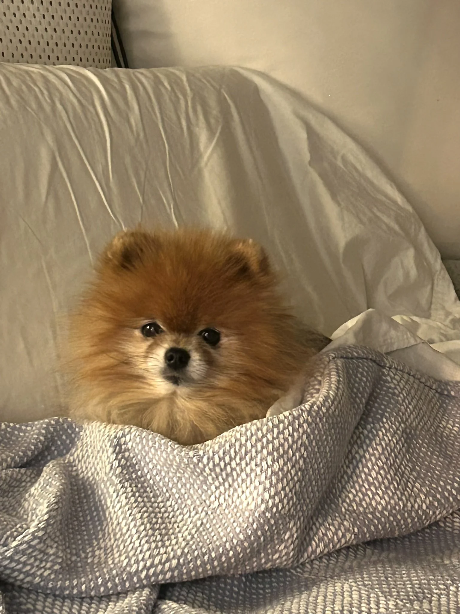 Charlie2.JPEG