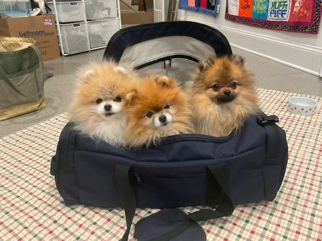 luggage 3 dogs.jpeg