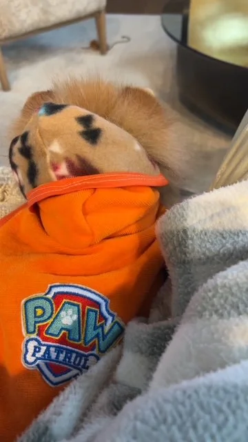 charlie paw patrol.JPG