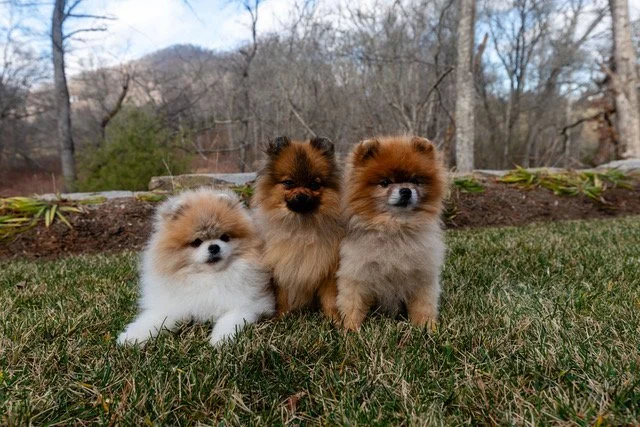 three dogs outside-FINAL.JPEG