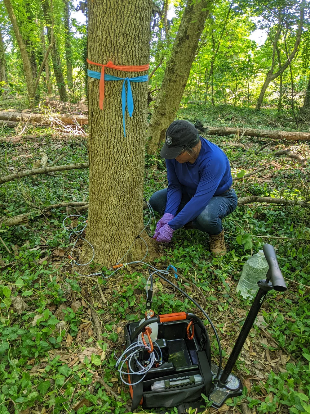 Emerald Ash Borer (EAB) — Reforest Richmond