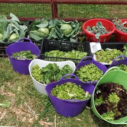 Our early planting is paying off today with our first flush of Cabbage and Broccoli with a healthy bunch of Lettuce thrown in too. A good 93 pound harvest. All donated to Elijah's Promise today.  Year to date total...255lbs and so much more growing. 