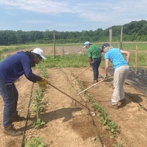 Today in the Rows for the Hungry we hilled our potatoes. What's hilling? When the potatoes grow about 8&rdquo; high we pull the soil up around the stem of the plant  leaving the upper leaves exposed. Thus making a &quot;hill&quot; around the plants. 