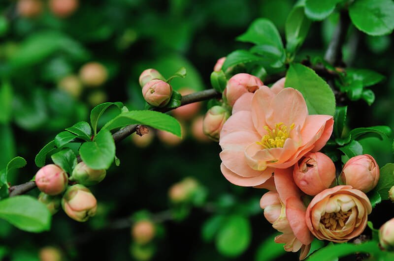 Cameo-Flowering-Quince.jpg