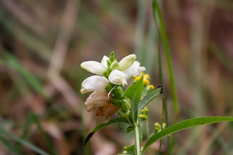 White-Turtlehead.jpg