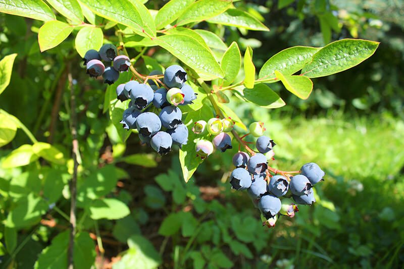 Northern-Highbush-Blueberry.jpg
