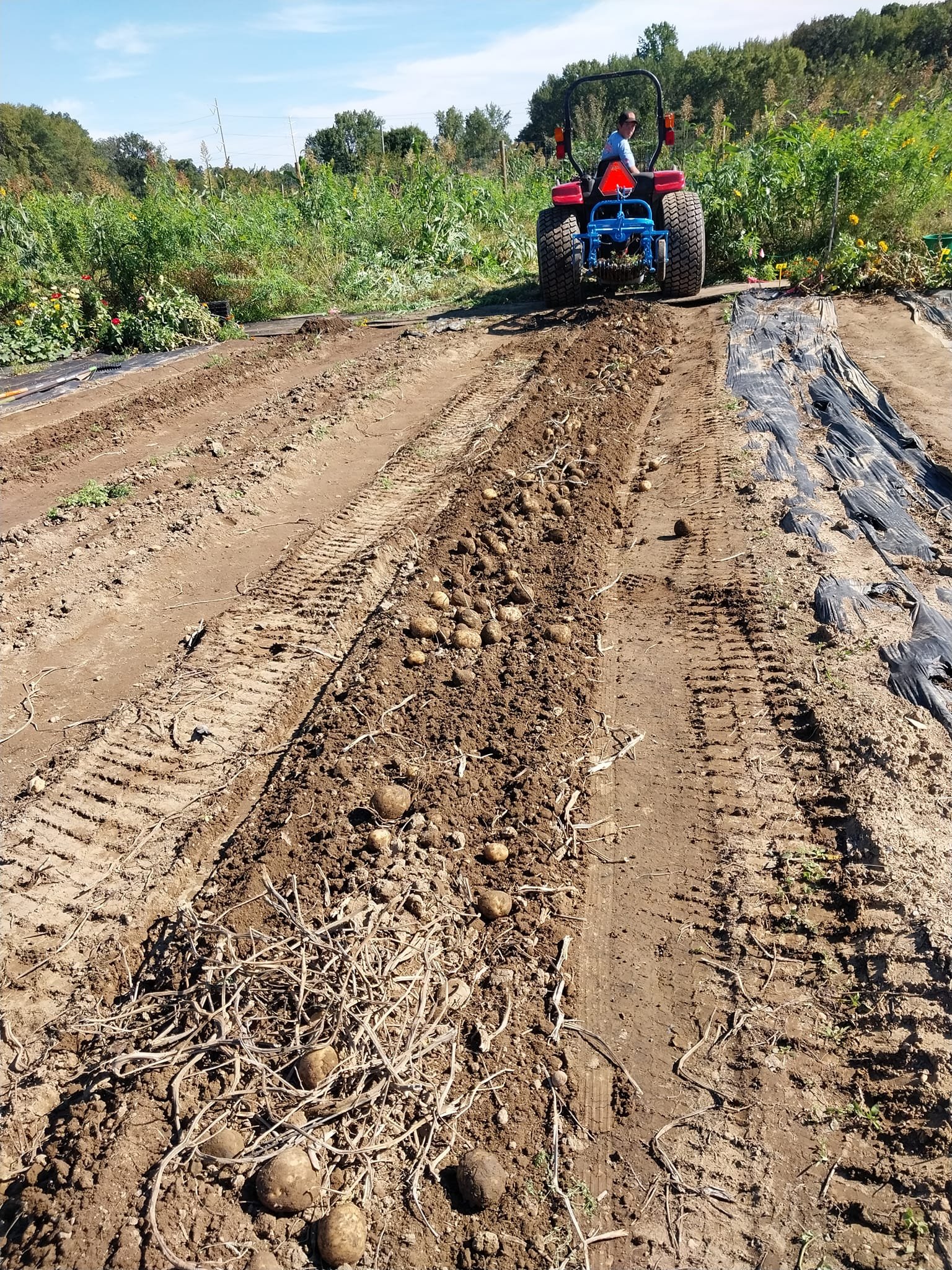 potato harvest3.jpg