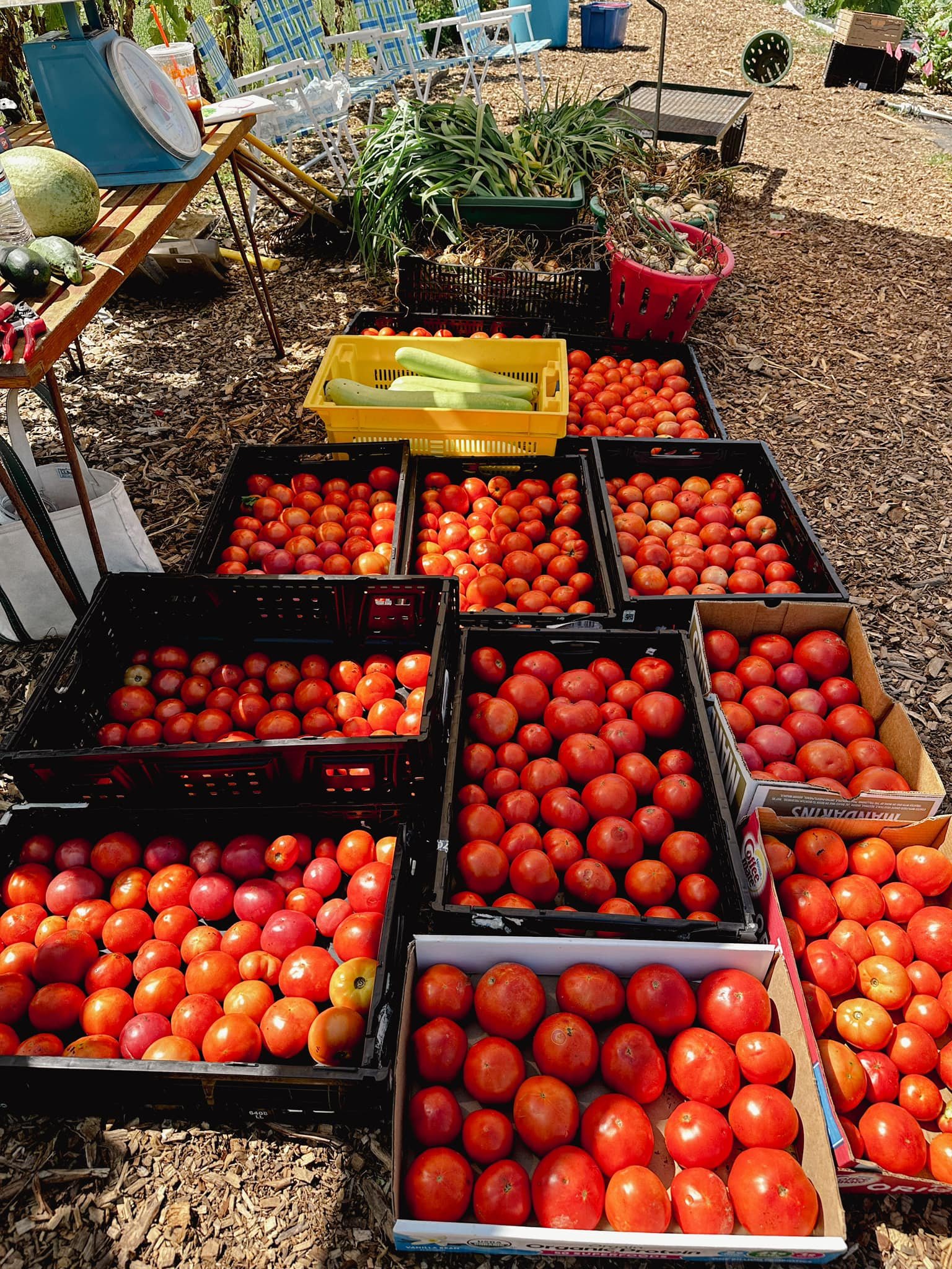 tomato harvest.jpg
