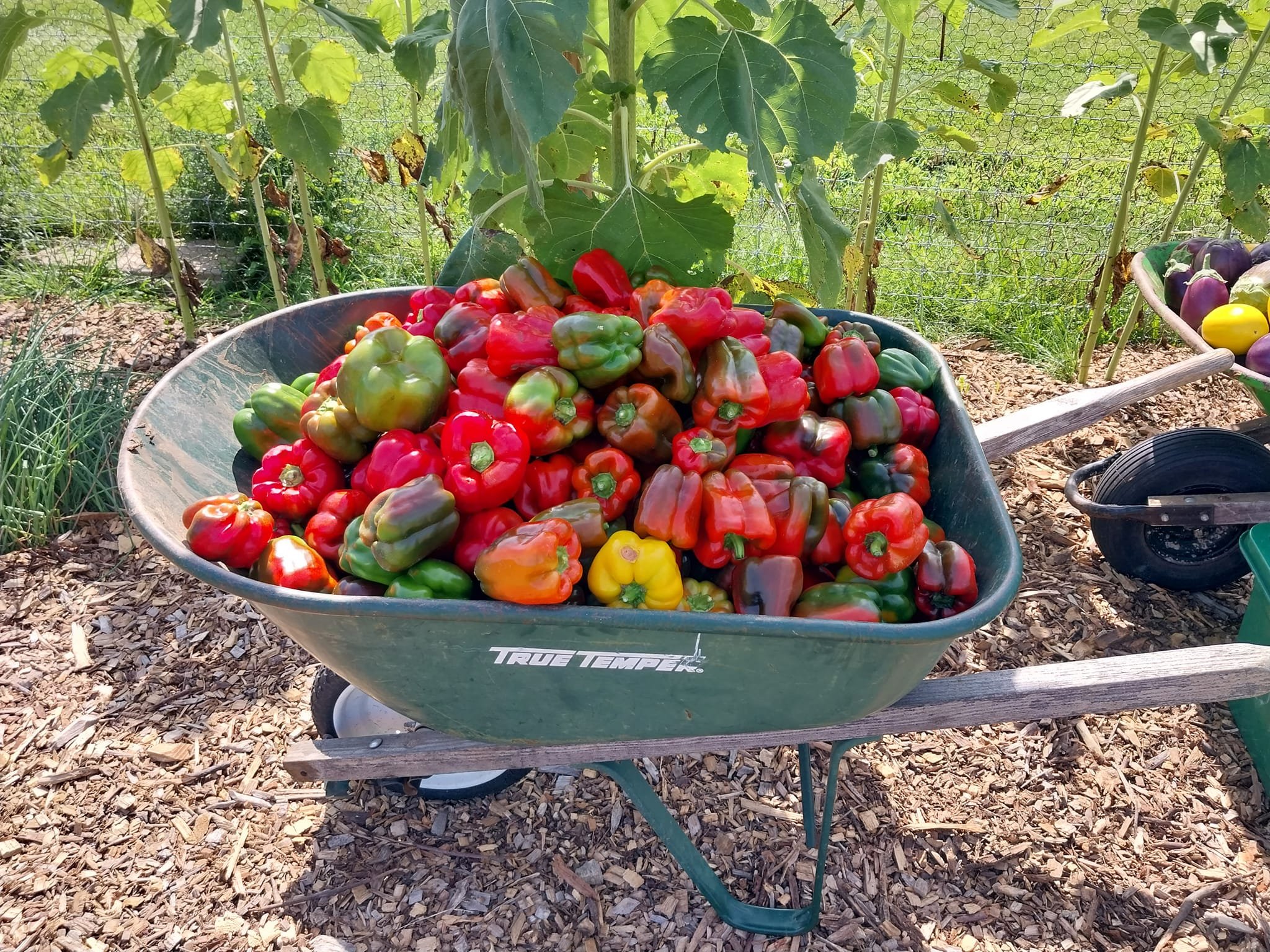 bell pepper harvest.jpg