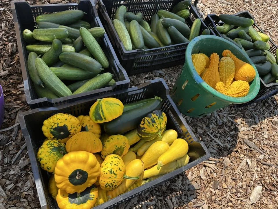 rfh aug 2025 cukes.jpg