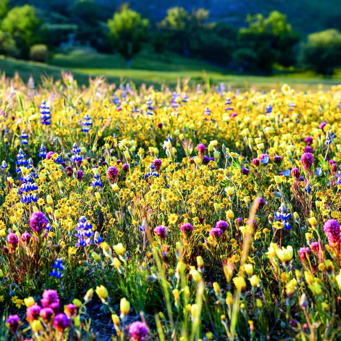 Wildflower eye candy in California this spring! 💐🪻🌷🌸🌼 😍

#CaliforniaSpring #wildflowers #californiaadventure #flowersofinstagram