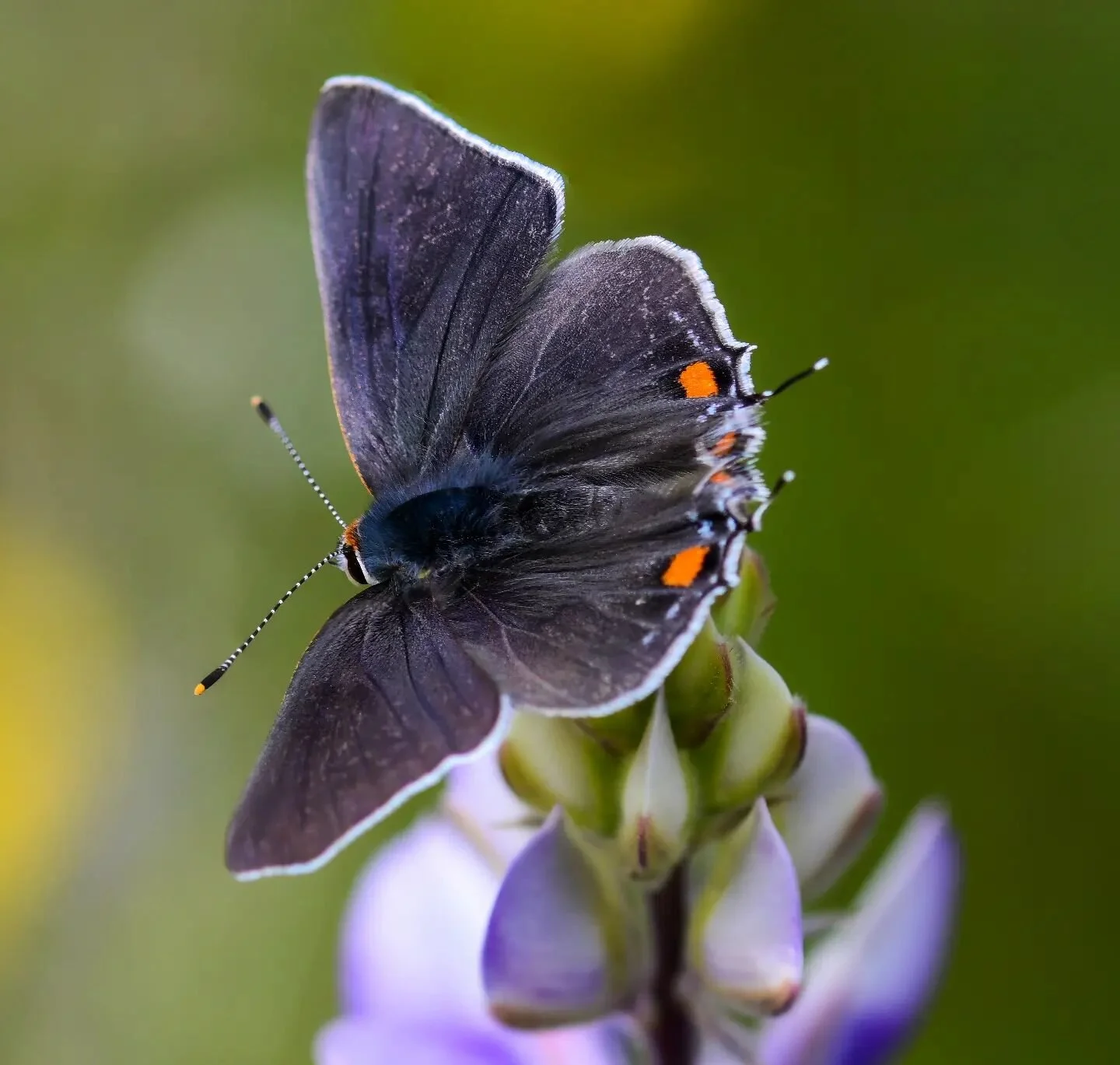 Grey Hairstreak Butterfly sitting on Lupine at Carrizo Plain National Monument. #butterfly #greyhairstreakbutterfly #butterfliesofinstagram #carrizoplain #CaliforniaSpring #butterflyphotography #butterflies
