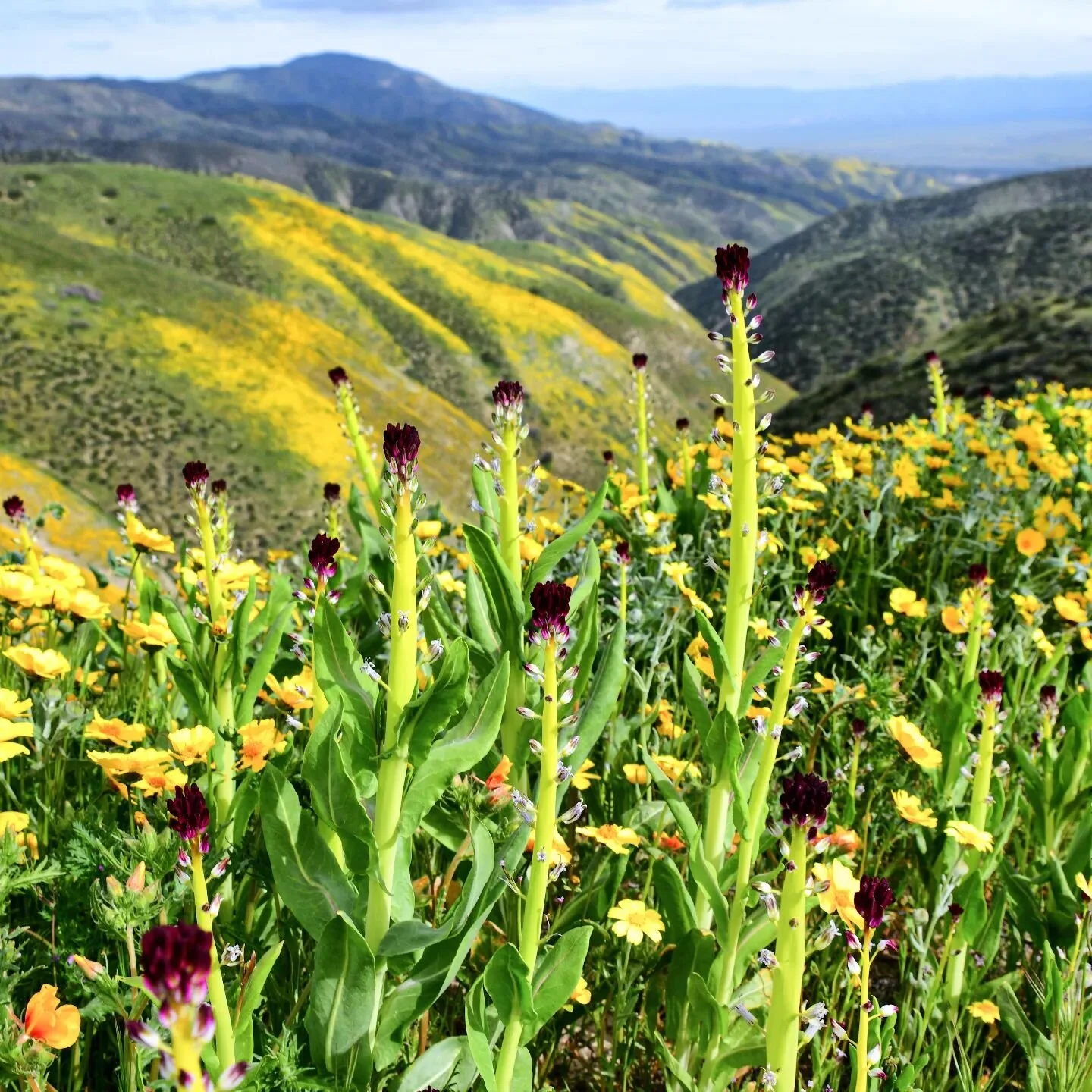 Desert Candles are one of my 1000 favorite wildflowers to find in Carrizo Plain National Monument. 😃🌼🪻🥰#carrizoplain #wildflowers #CaliforniaWildflowers #desertcandles #notasuperbloombutbeautiful #springblooms