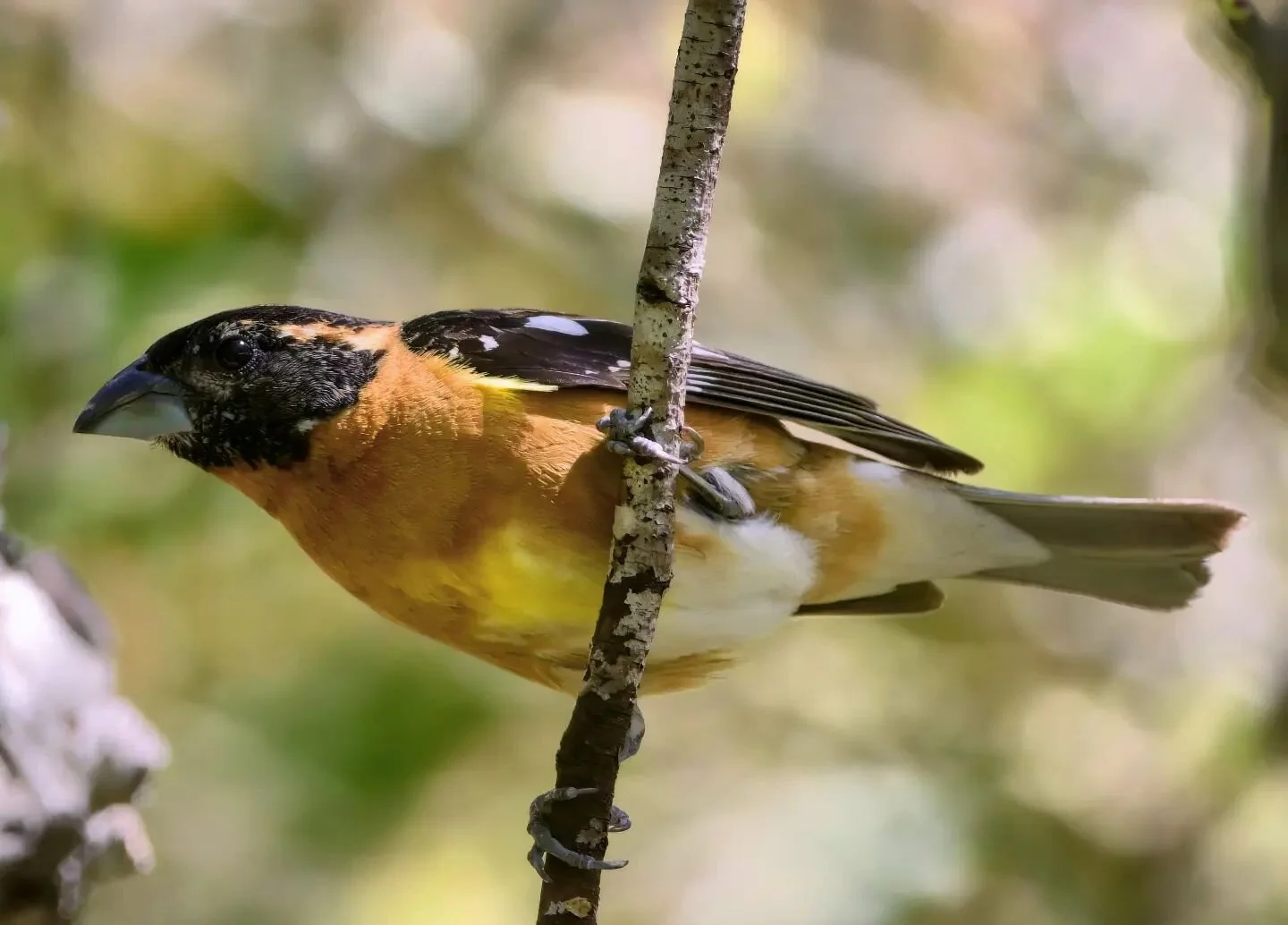 The Black Headed Grosbeaks are back in town! #santacruzbirds #birdsofinstagram #blackheadedgrosbeak #birding #springbirds