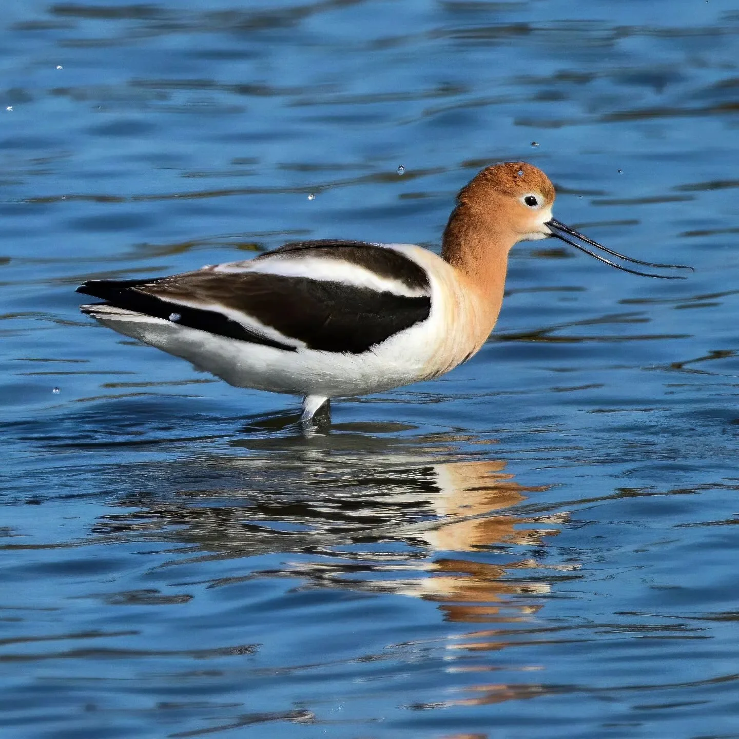 We were watching some American Avocets in Moss Landing today. I like the little water droplets falling in this photo, too. 

#birdphotgraphy #birdsofinstagram #mosslanding #californiacoast #americanavocet #birds