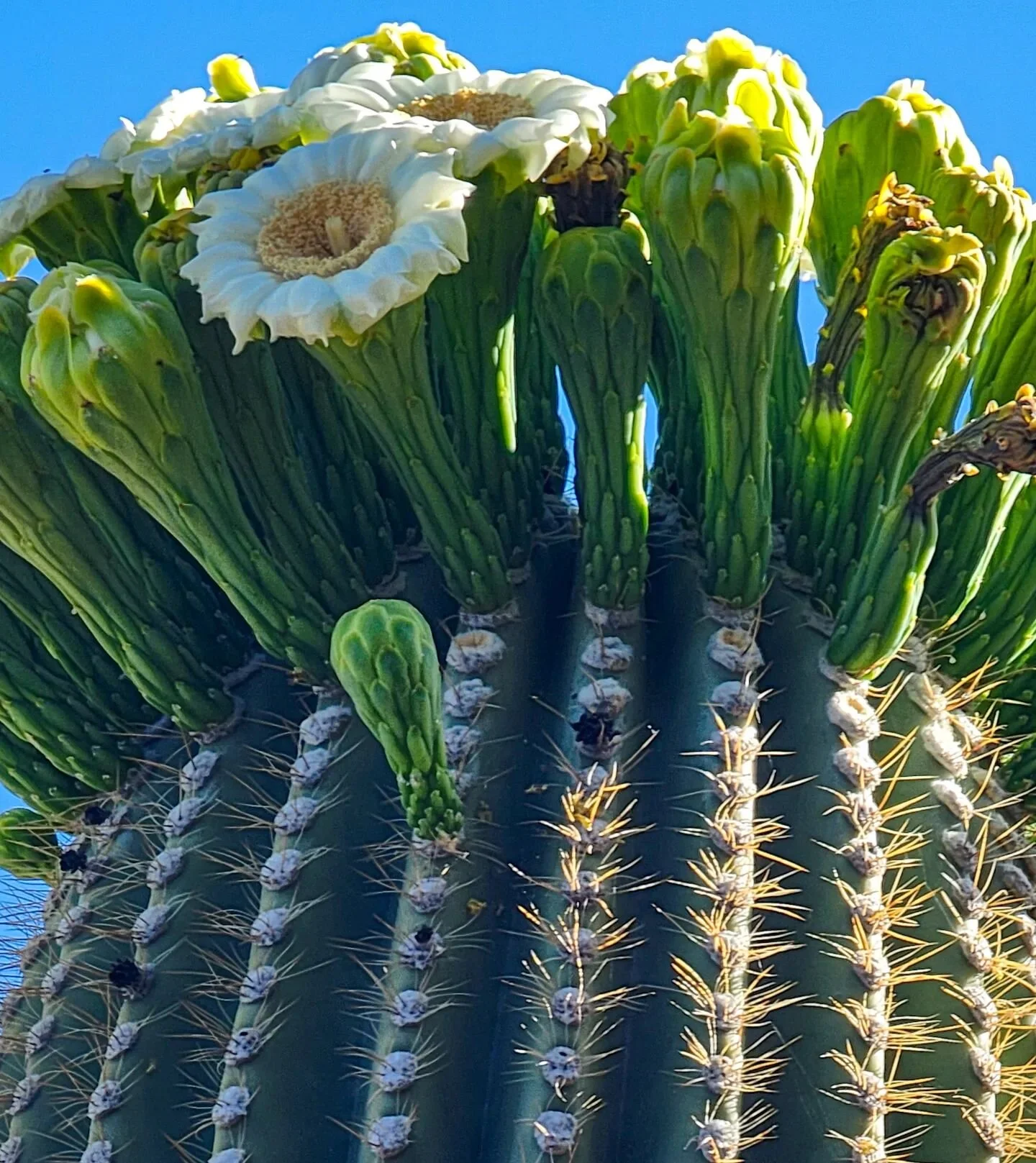 What a beautiful time to visit Tucson, Arizona. Though it's always a perfect time, Arizona is an amazing state. 🏜️🌞🥾📷 #photographylife #travelphotography #tucson #arizona