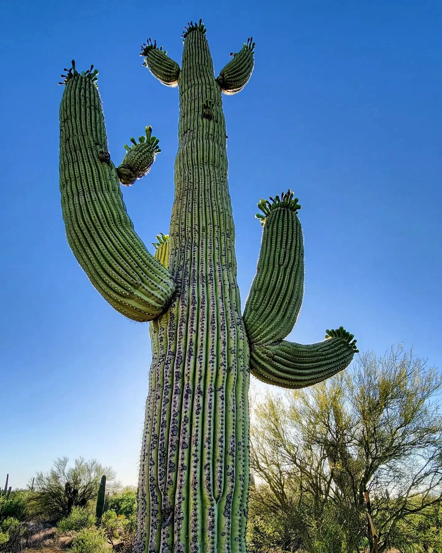 Walking among the giants at Saguaro National Park in Tucson, Arizona. #saguaro #saguaronationalpark #cactus #cactuslove #tucson #arizona