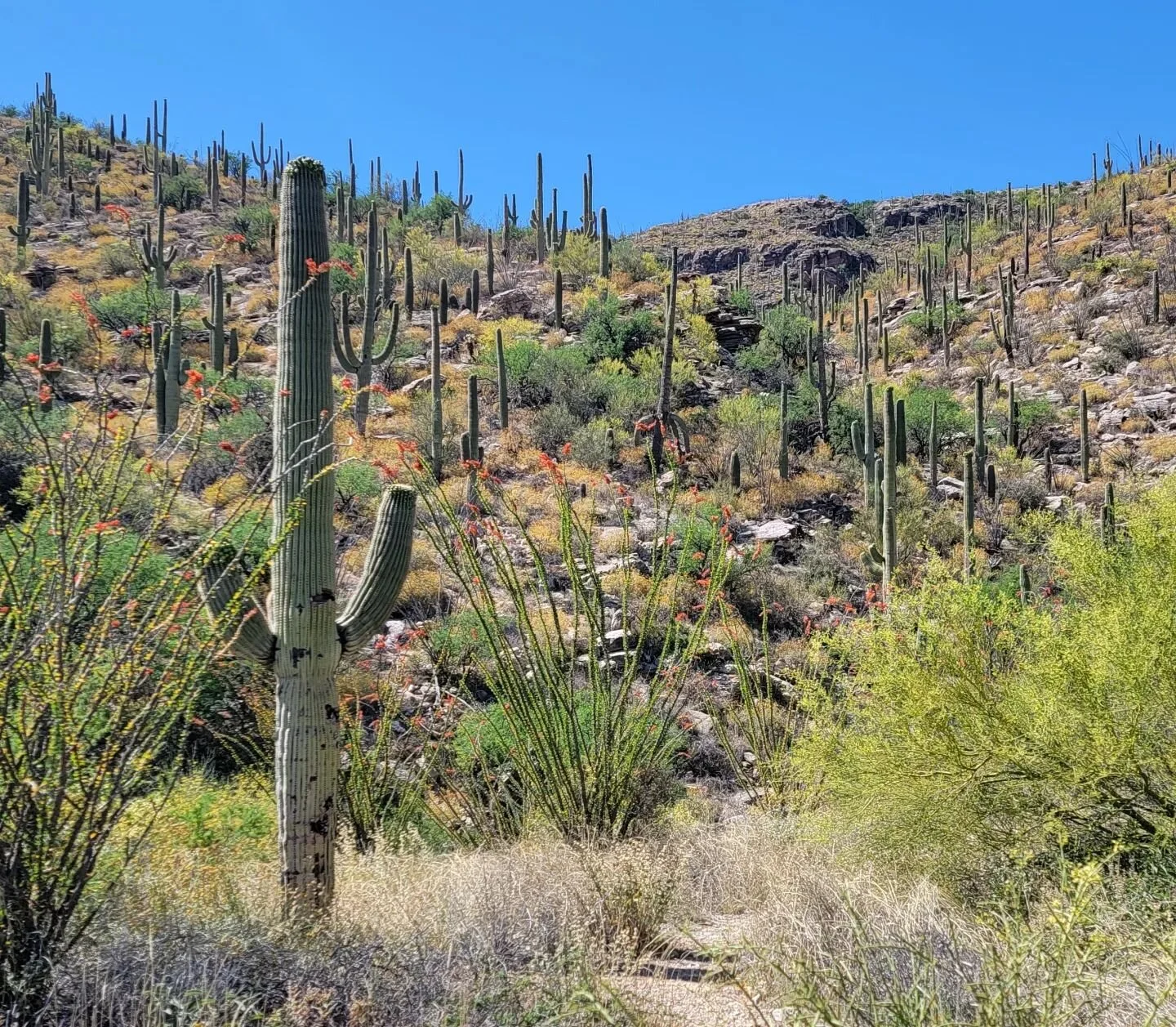 Enjoyed a fabulous trip to Tucson, Arizona. On our way back home tonight. #arizona🌵 #tucson #vacation