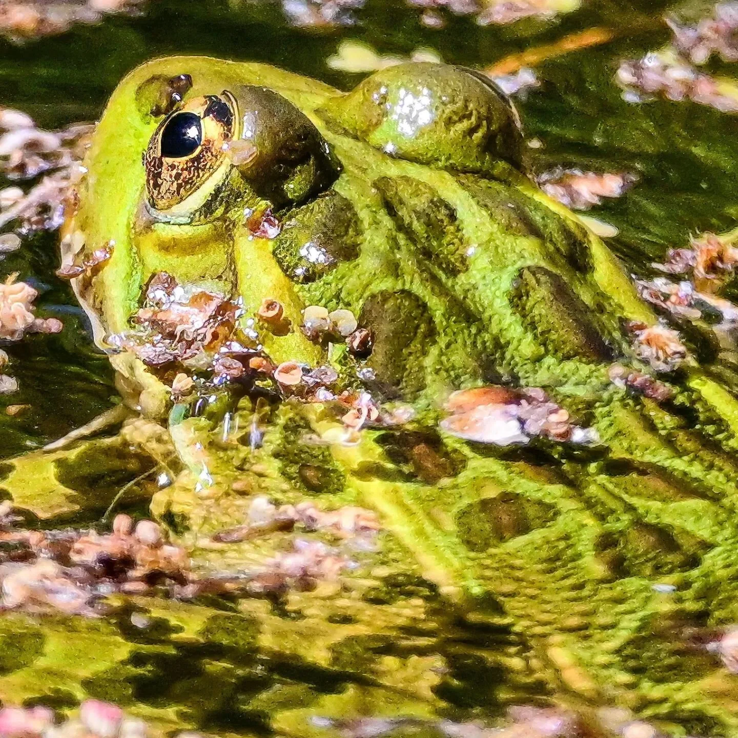 A Chiricahua Leopard Frog I found camouflaged in a pond at the Ramsey Canyon Preserve in Sierra Vista, AZ last week. 

This species is on the threatened list, but great strides are being made to help preserve the species at local nature preserves in 